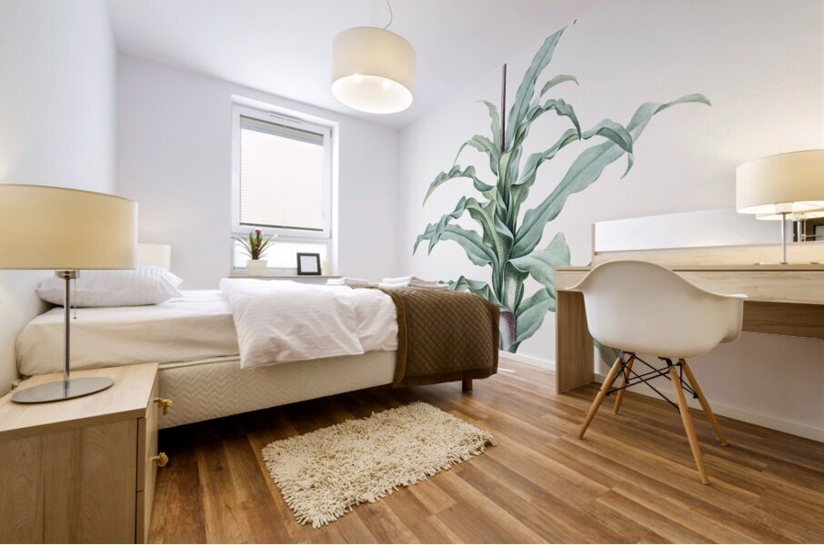 Sand lily illustration  Mural print