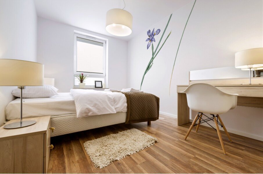 Barbary nut illustration  Mural print