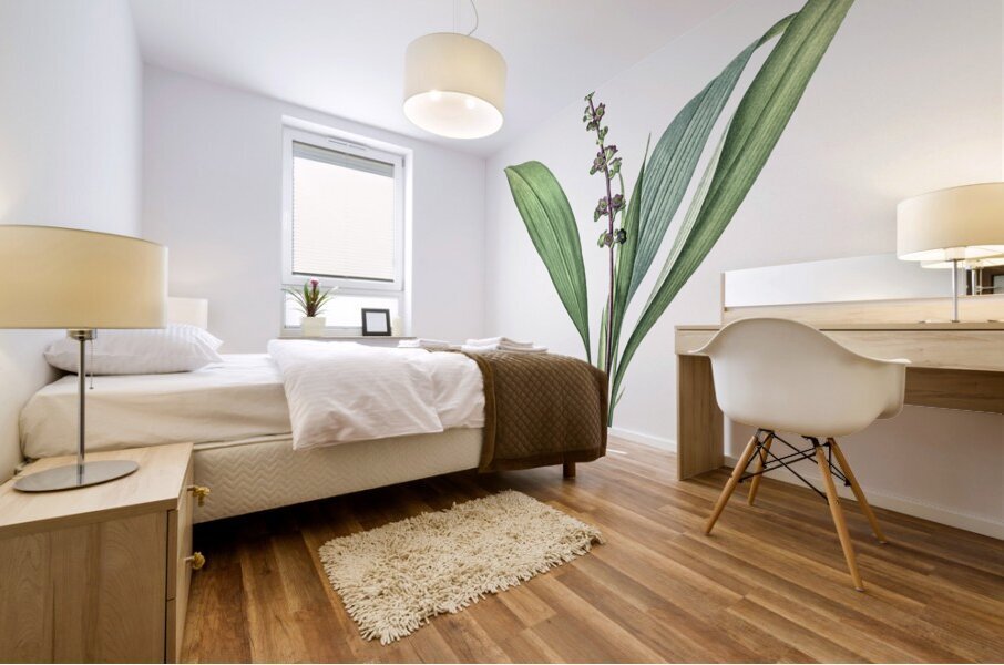 Peliosanthes teta illustration  Mural print