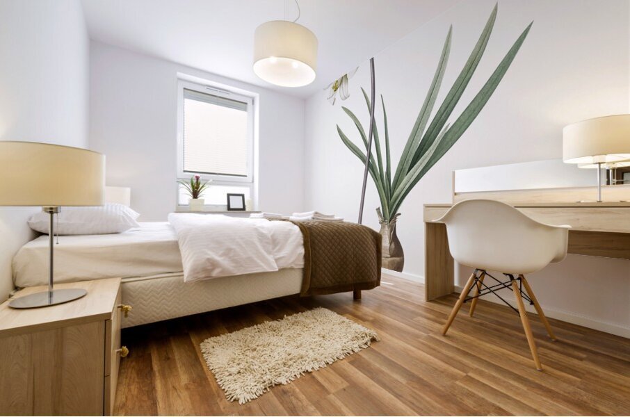 Belladonna lily illustration  Impression murale