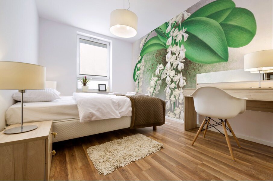 Angraecum citratum Mural print