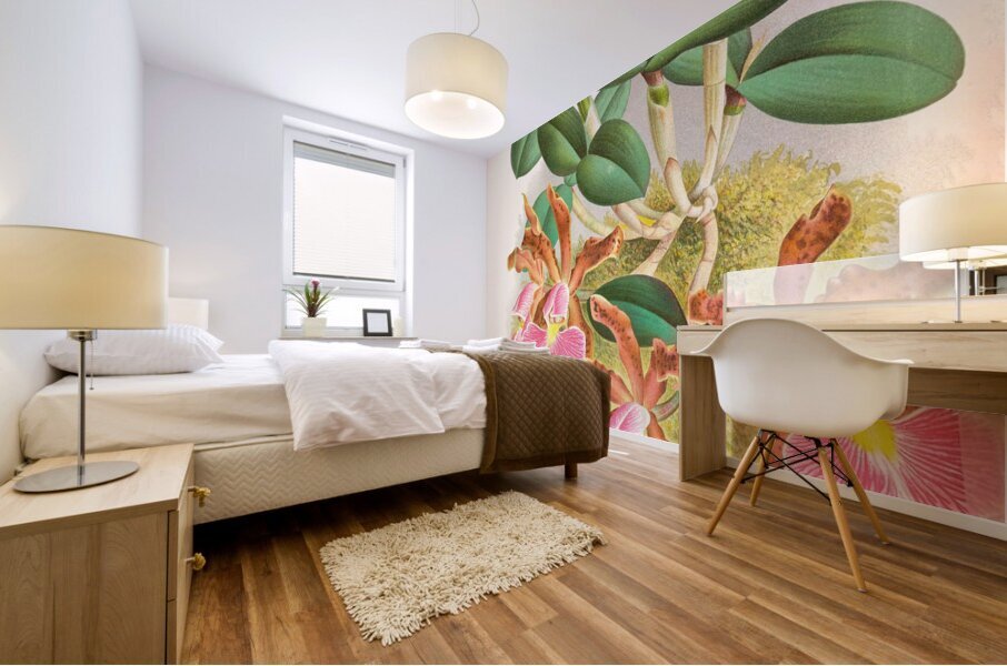 Cattleya schilleriana Mural print