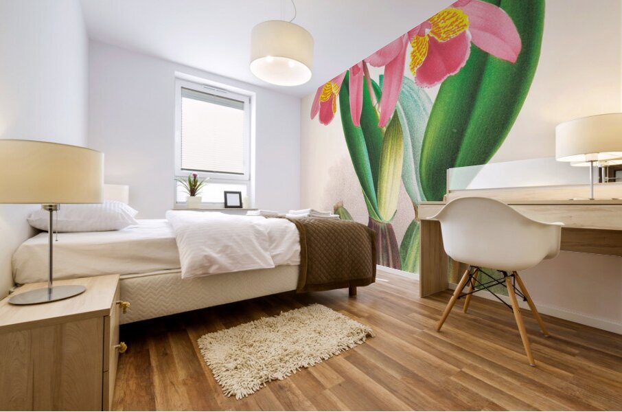 Cattleya percivaliana var reichenbach Mural print