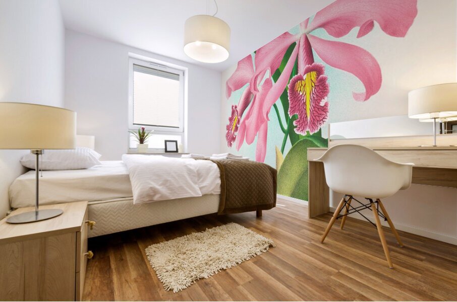 Cattleya maxima Mural print