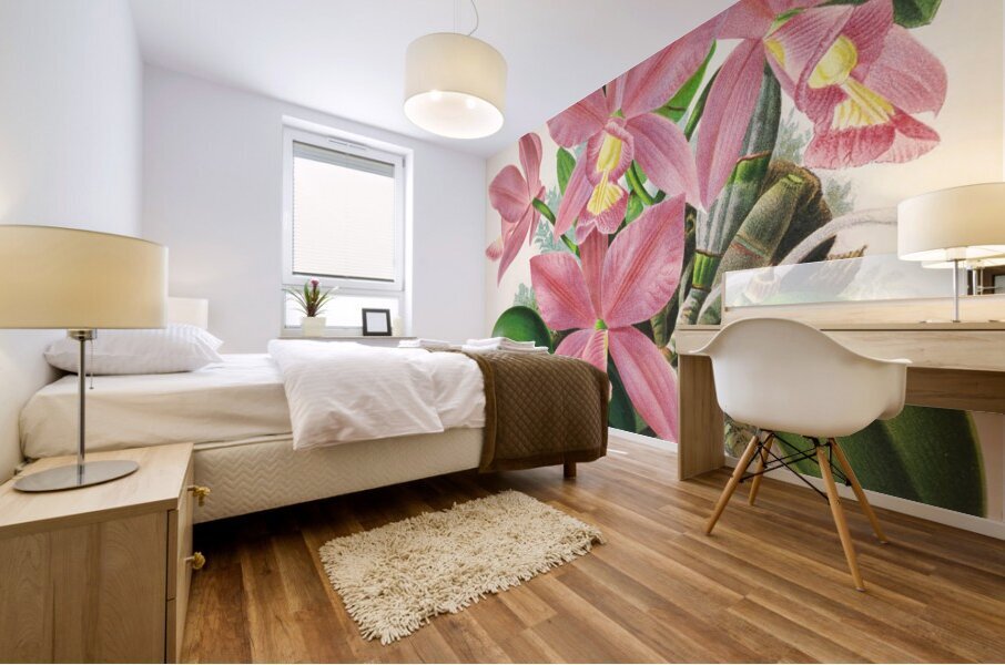 Cattleya nobilior Mural print