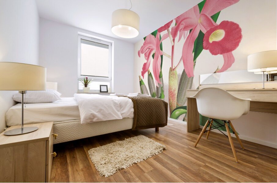 Cattleya Lawrenceana Mural print
