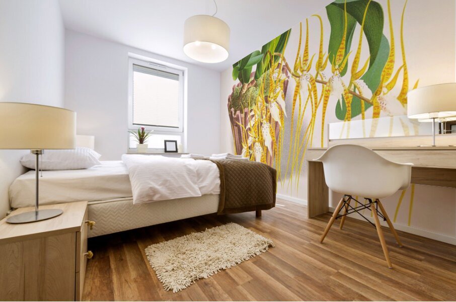 Brassia caudata  Mural print