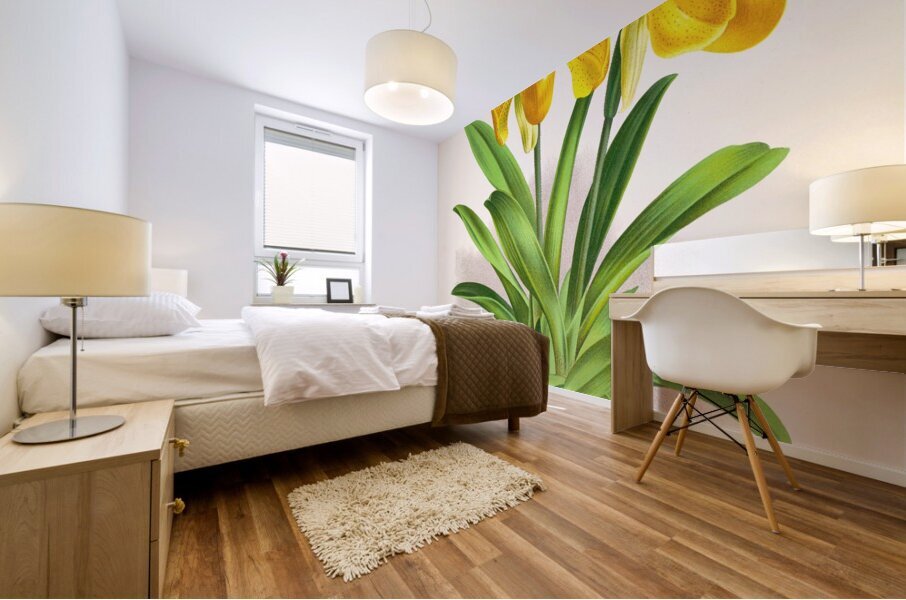 Cypripedium sallieri Impression murale