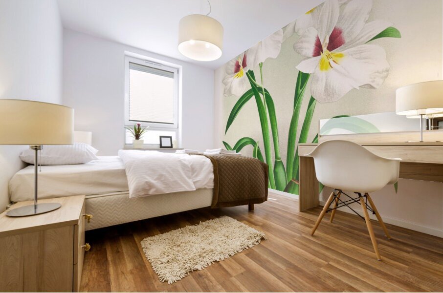 Miltonia roezli Mural print