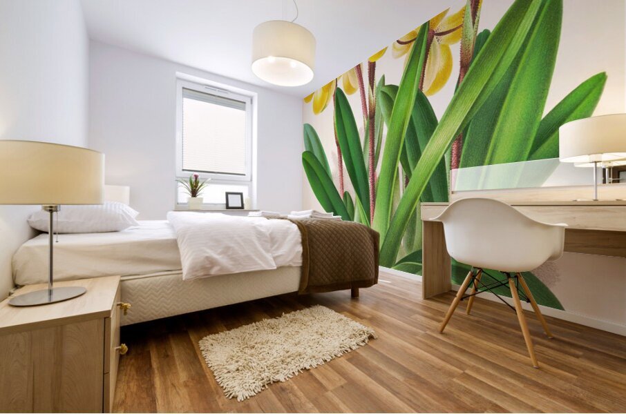 Cypripedium Druryi Mural print