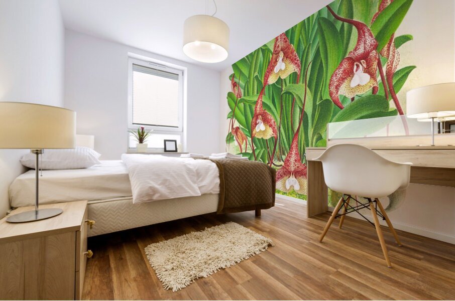 Masdevallia bella Mural print