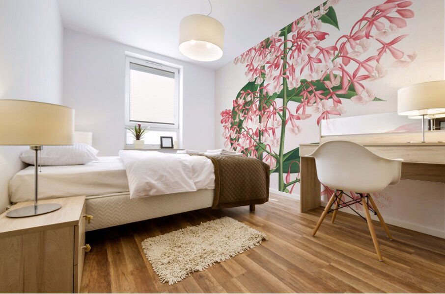 Epidendrum Paniculatum Mural print