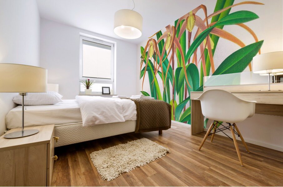 Maxillaria longisepala Mural print