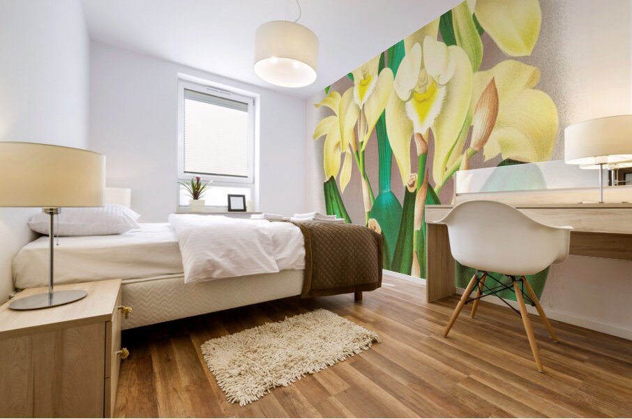 Lycaste costata Mural print