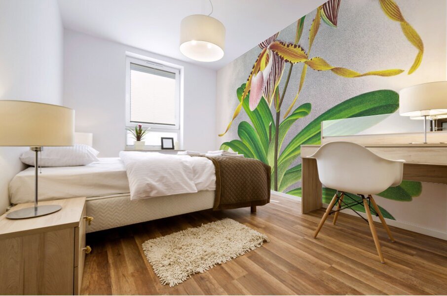 Cypripedium praestans var kimballianum Mural print