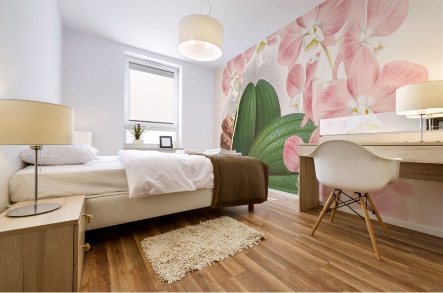 Phalaenopsis sanderiana Mural print