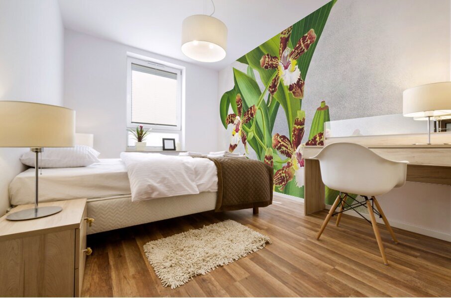 Zygopetalum jorisianum Mural print