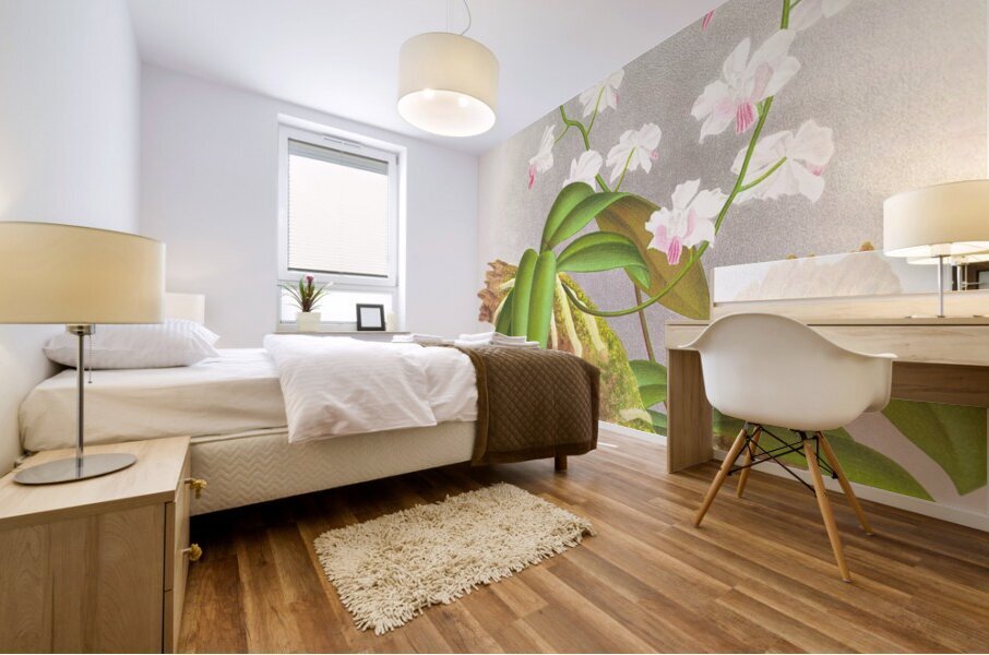 Phalaenopsis esmeralda var candidula Mural print