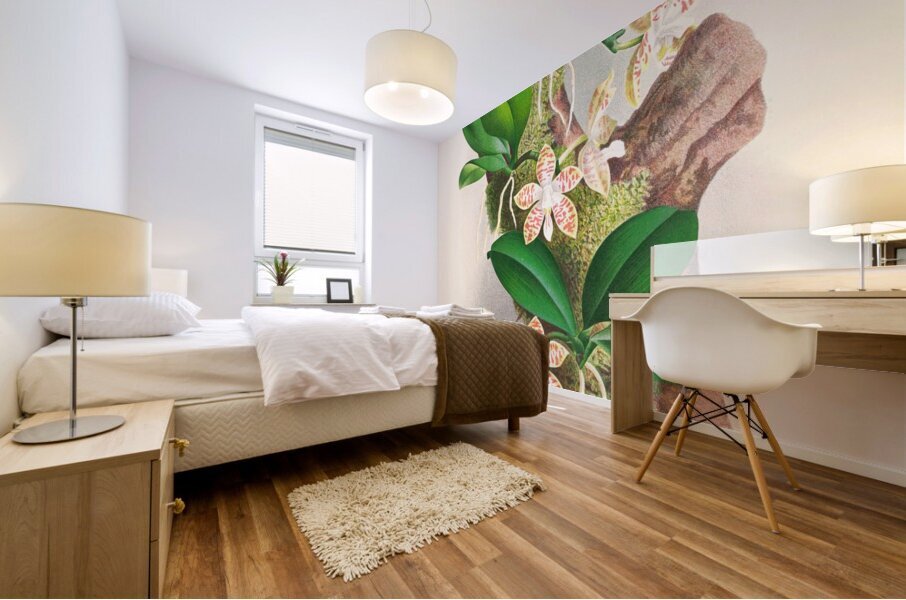 Phalaenopsis sumatrana Mural print