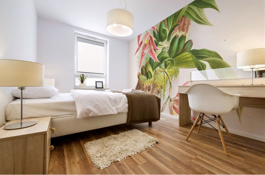 Paphinia Randi Paphinia Cristata Mural print