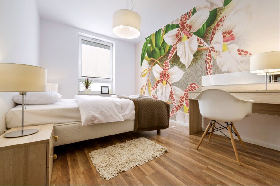 Odontoglossum rubescens Mural print