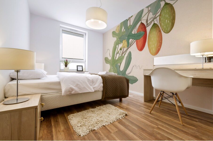 Cucumis Melothria pendula [Coccinea quinqueloba] 1817 Mural print