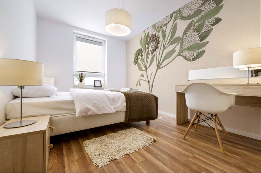 Pavetta caffra [Pavetta lanceolata] 1817 Impression murale