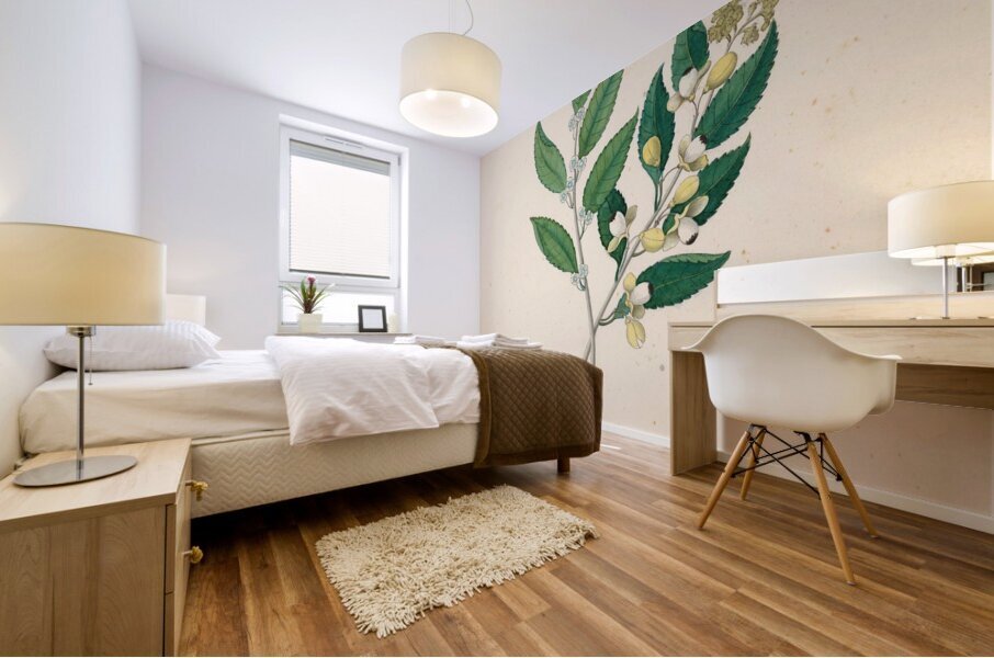 Rhamnus [Curtisia dentata] 1817 Mural print