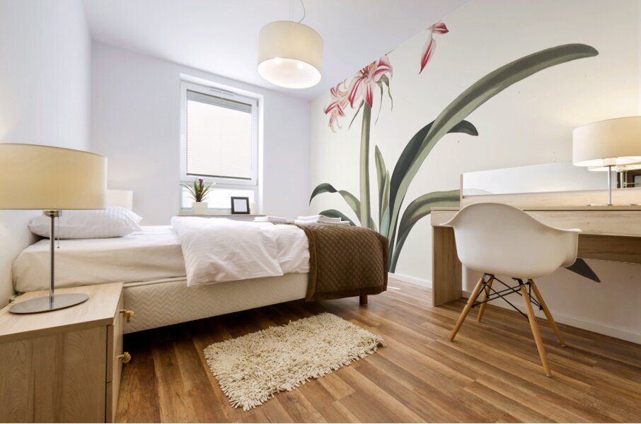 Ameryllis Superba Vittata 1834 Mural print