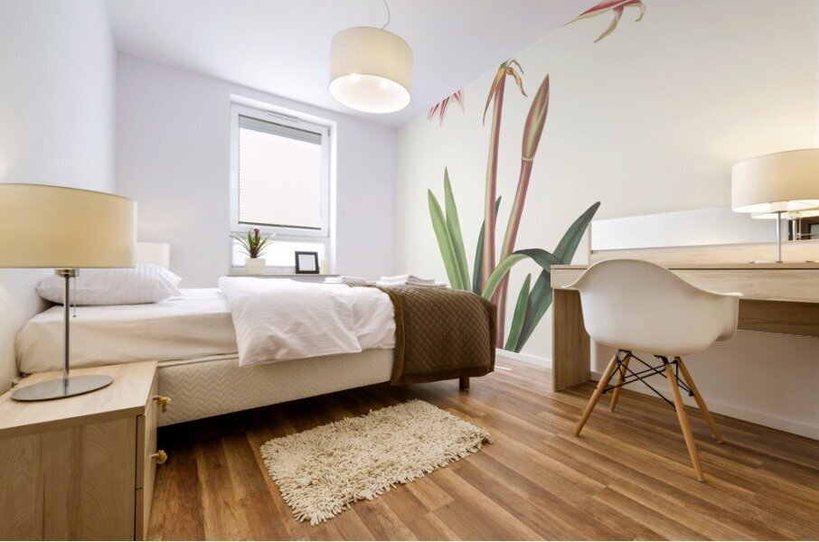 Amaryllis Vittata Minor 1834 Mural print