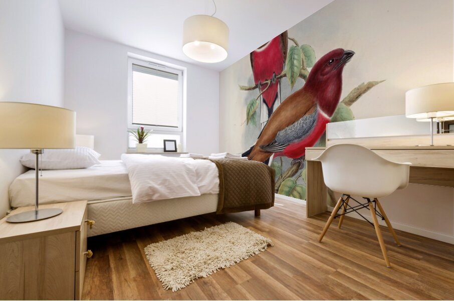 John Gould trogons 047 Mural print