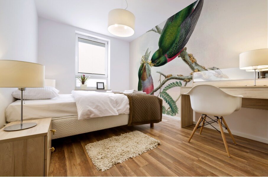 John Gould trogons 036 Mural print