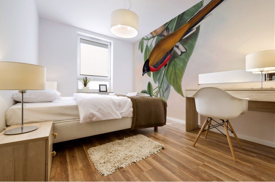 John Gould trogons 013 Mural print