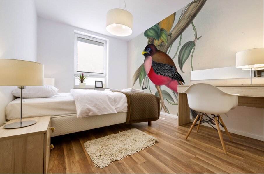 John Gould trogons 022 Mural print