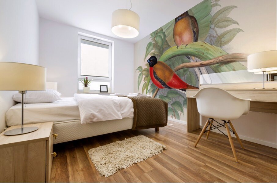 John Gould trogons 012 Mural print