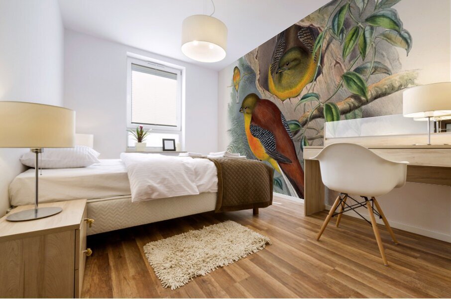 John Gould trogons 026 Mural print