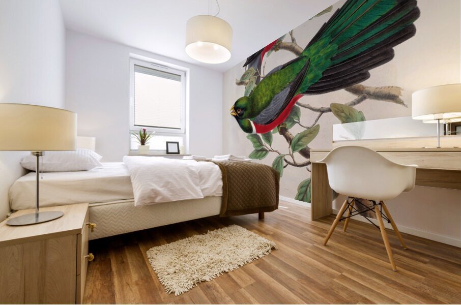 John Gould trogons 033 Mural print