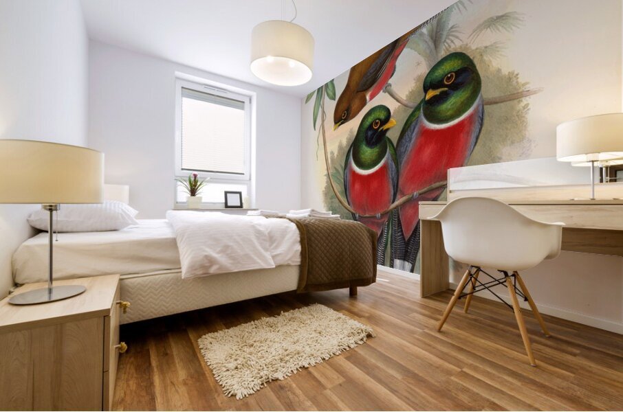 John Gould trogons 032 Mural print