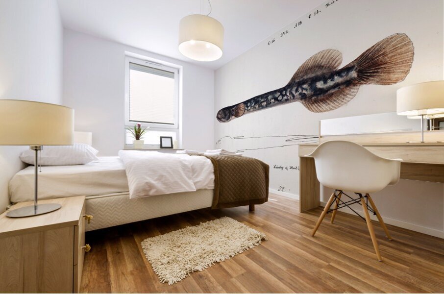 Antique fish Neochanna apoda apoda South Pacific Fishes by Frank Edward Clarke 1849-1899.  Mural print