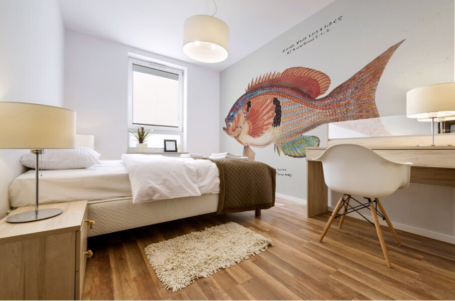 Antique fish caesioperca rasor sea perch South Pacific Fishes by Frank Edward Clarke 1849-1899.  Mural print