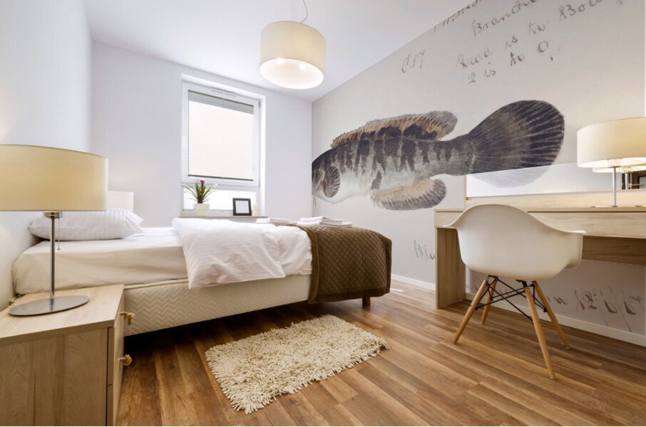 Antique fish bladefish possibly freshwater specimen South Pacific Fishes by Frank Edward Clarke 1849-1899.  Mural print