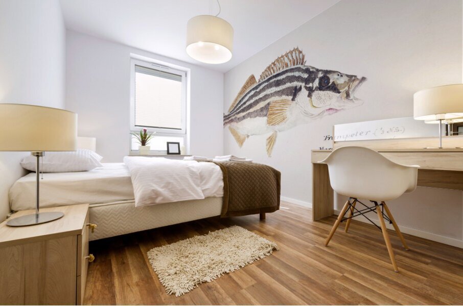 Antique fish latris lineata common trumpeter South Pacific Fishes by Frank Edward Clarke 1849-1899.  Mural print