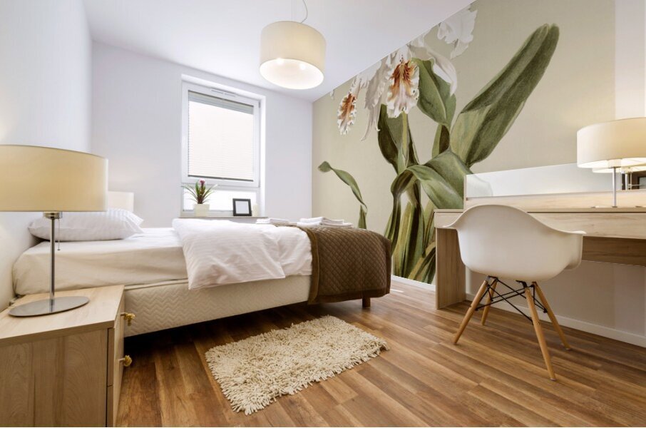 Cattleya mossiæ var reineckiana from Reichenbachia Orchids 1888-1894 illustrated by Frederick Sander 1847-1920.  Mural print