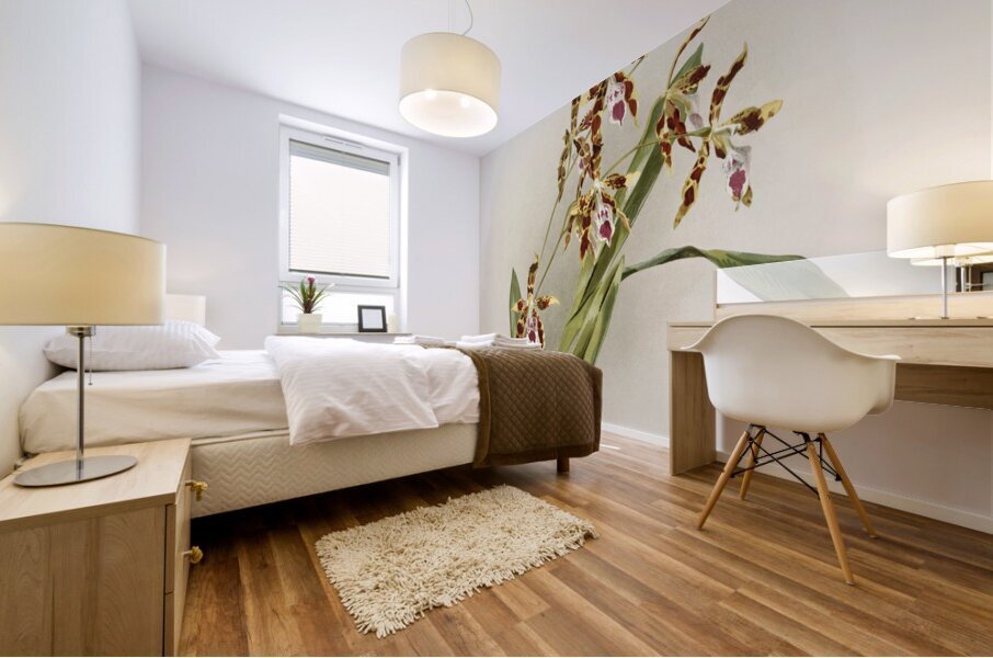 Odontoglossum wattianum from Reichenbachia Orchids 1888-1894 illustrated by Frederick Sander 1847-1920.  Mural print