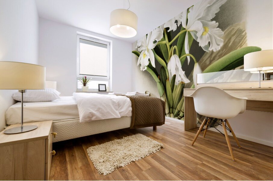 Cattleya labiata from Reichenbachia Orchids 1888-1894 illustrated by Frederick Sander 1847-1920.  Mural print