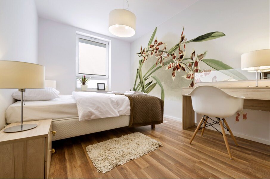 Odontoglossum coradinei from Reichenbachia Orchids 1888-1894 illustrated by Frederick Sander 1847-1920.  Mural print