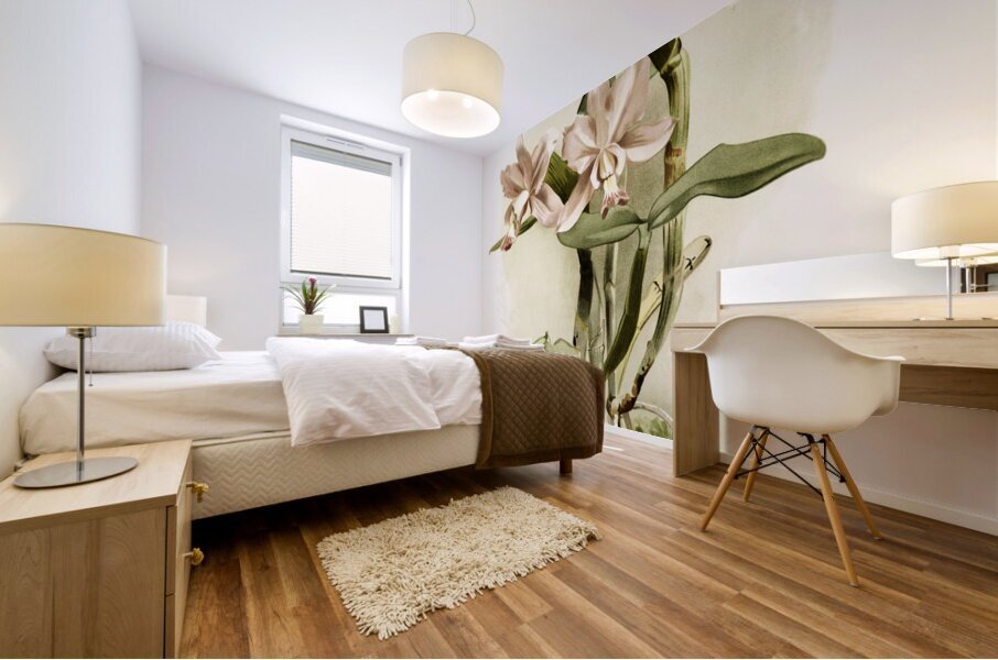 Cattleya brieniana from Reichenbachia Orchids 1888-1894 illustrated by Frederick Sander 1847-1920.  Mural print