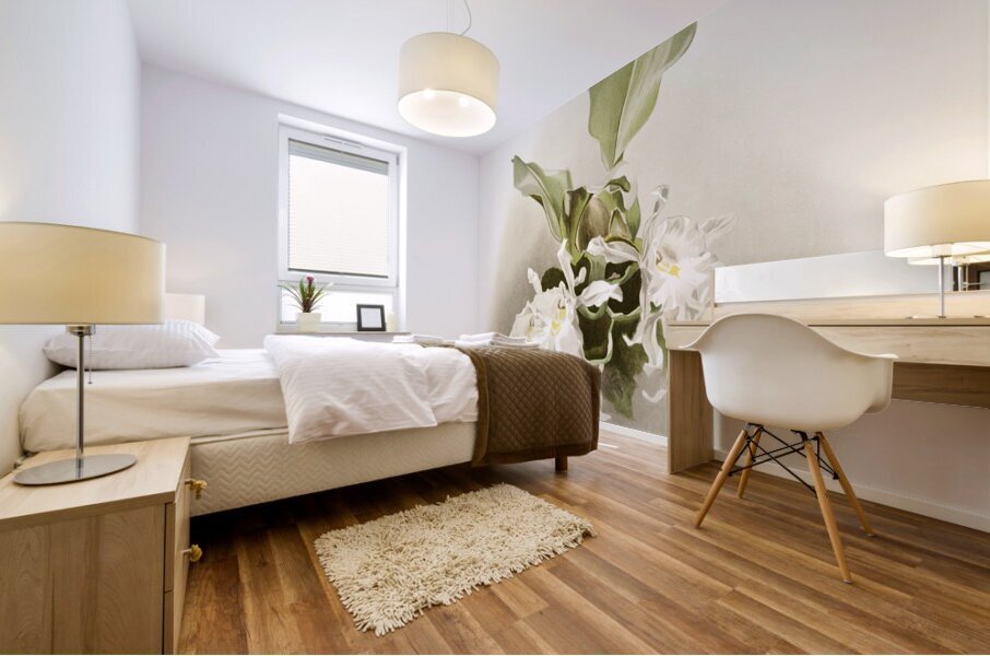 Trischopilia suavis alba from Reichenbachia Orchids 1888-1894 illustrated by Frederick Sander 1847-1920.  Mural print