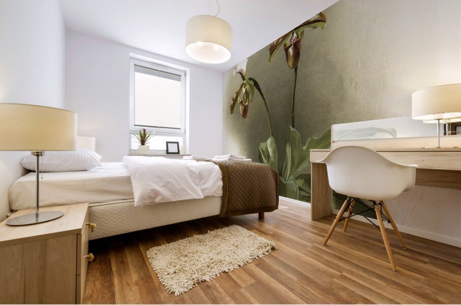 Cypripedium lathamianum inversum from Reichenbachia Orchids 1888-1894 illustrated by Frederick Sander 1847-1920.  Mural print