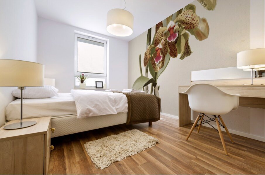 Cattleya granulosa var schofieldiana from Reichenbachia Orchids 1888-1894 illustrated by Frederick Sander 1847-1920.  Mural print